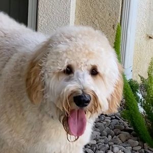 Meet your Posher, Lucas